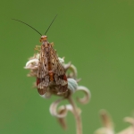 Panorpa rufostigma Panorpa rufostigma