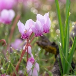 Napolitaanse Cyclaam Napolitaanse Cyclaam