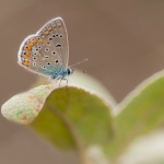 Icarusblauwtje Icarusblauwtje