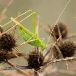 Witsprietsikkelsprinkhaan Witsprietsikkelsprinkhaan