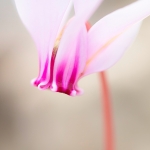 Napolitaanse Cyclaam Napolitaanse Cyclaam