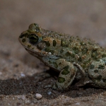 Groene Pad Groene Pad