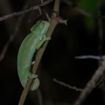 Afrikaanse Kameleon Afrikaanse Kameleon