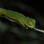 Afrikaanse Kameleon Afrikaanse Kameleon