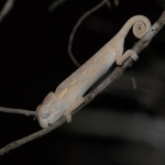 Afrikaanse Kameleon Afrikaanse Kameleon