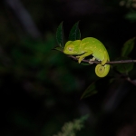 Afrikaanse Kameleon Afrikaanse Kameleon