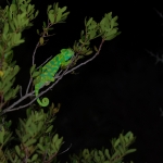 Afrikaanse Kameleon Afrikaanse Kameleon