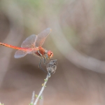 Zwervende Heidelibel Zwervende Heidelibel