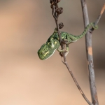 Afrikaanse Kameleon Afrikaanse Kameleon