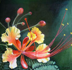 In 2009 begon ik een serie 'portretten' van bloemen, beeldvullend afgebeeld. De voorstelling loopt door over de zijkanten van het doek. Ook met andere technieken heb ik bloemen of planten afgebeeld.