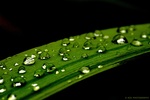 Macro
