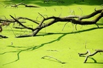 Natuur