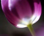 Paarse Tulp