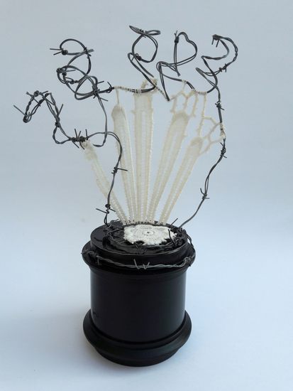'Black spines white lace - Divers