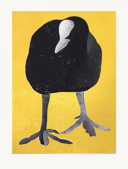 Portret van een meerkoet