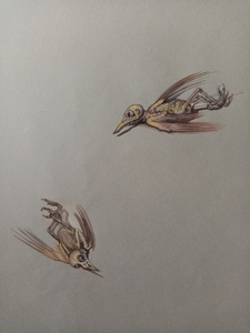 Aquarellen