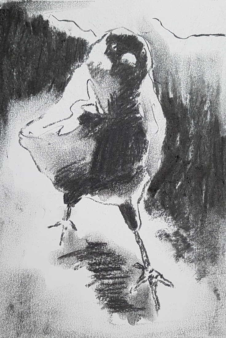 Kauwtje 5