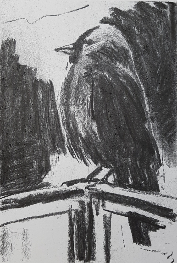 Kauwtje 12