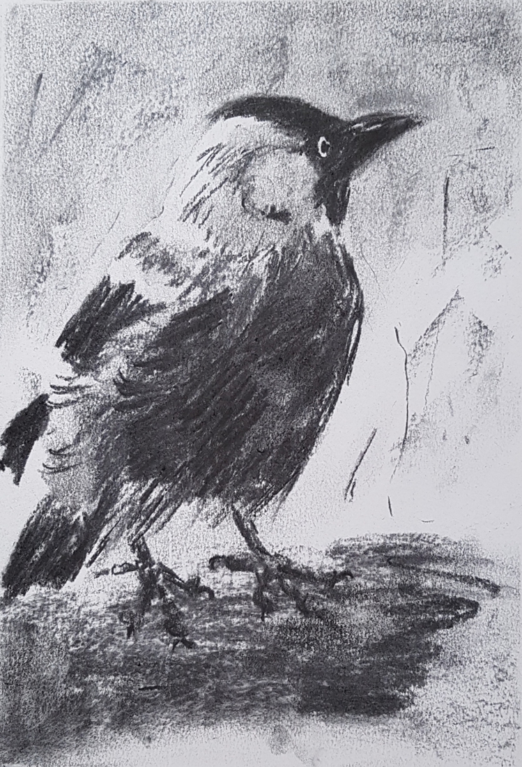 Kauwtje 15