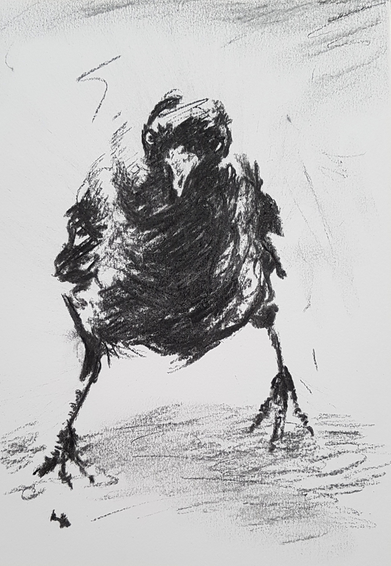Kauwtje 21