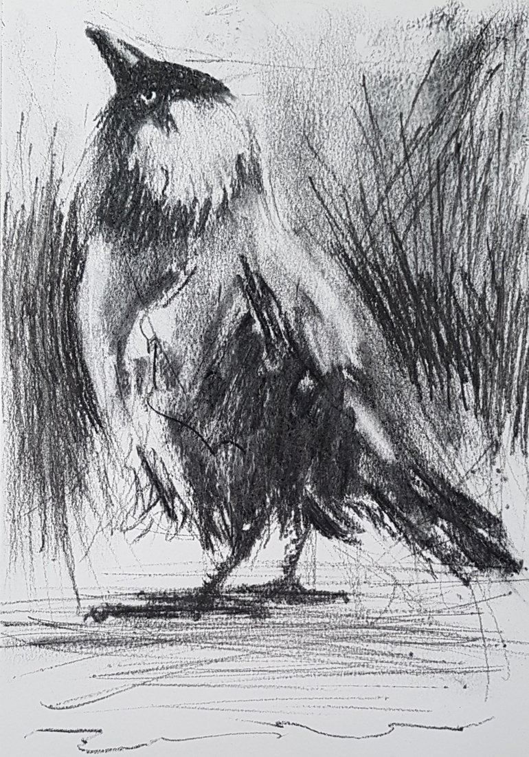 Kauwtje 58