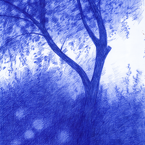 Bomen over bomen. Mijn tekeningen zijn voorzien van een UV-filter. Desondanks kan direct zonlicht de blauwe inkt na verloop van tijd enigszins