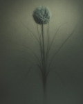 Stilleven 2010