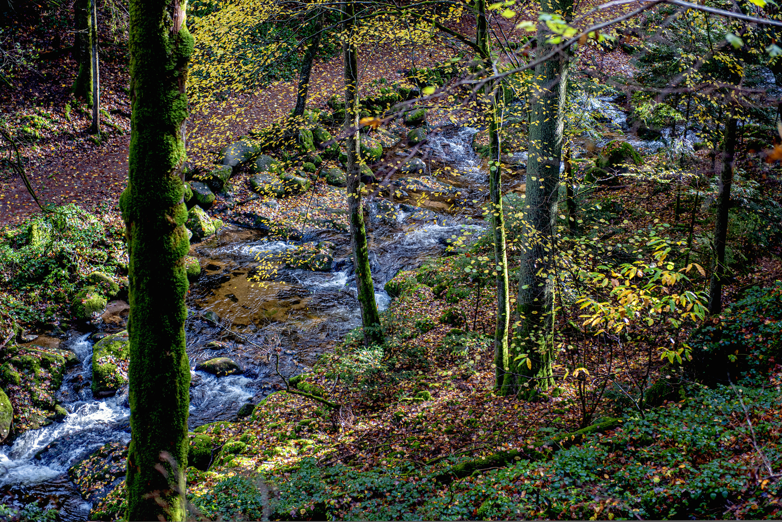 Herfst in het Zwarte Woud