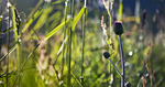 een onbeduidend plantje maar best mooi als je het van dichtbij bekijkt