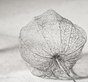 In de late herfst of in het voorjaar vind je soms ragfijne kunstwerkjes van moeder natuur. De skeletjes van bladeren of bloemblaadjes van bv hortensia en de overblijfselen van de zaaddozen van Physalis. Het zijn de nerven die zorgen voor de stevigheid van blad en lampionnetjes, ze blijven over als het bladmoes is verteerd.
