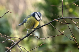 Het hele jaar door geniet ik van de vele vogels in mijn kleine stadstuin. De pimpelmeesjes zijn het brutaalst.
