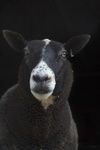 Schapen zijn kuddedieren bij uitstek. Schapen bestaan in onze perceptie als groep, nauwelijks als individu. In mijn portretten van schapen probeer ik juist het individuele dier in de spotlights te zetten; verschillen in uiterlijk en karaktertrekken te benadrukken.