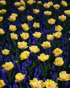 Flowers. Some works from Keukenhof that also known as the Garden of Europe, is one of the world's largest flower gardens, situated in the town of Lisse, in the Netherlands.