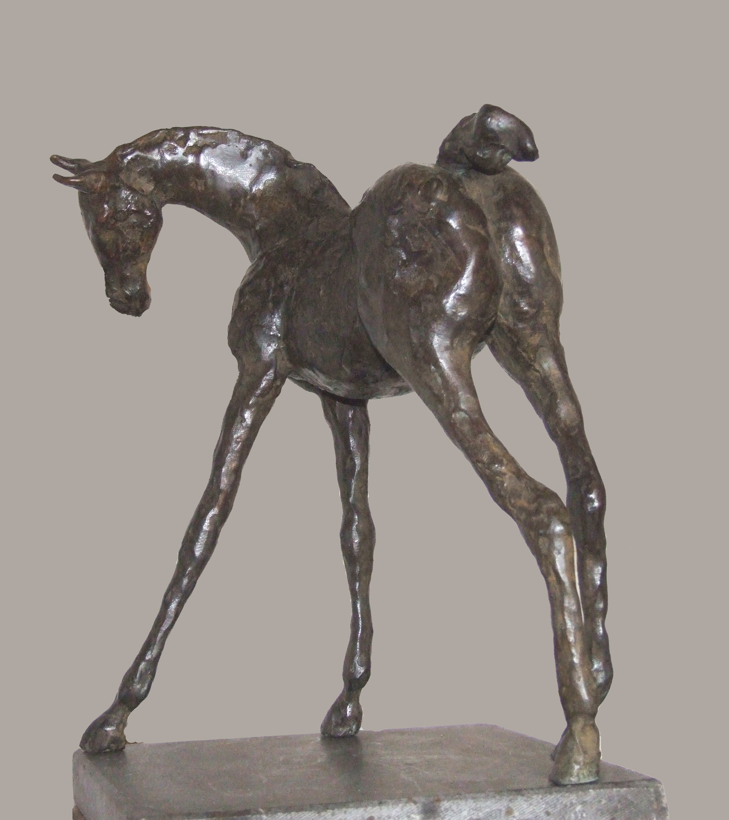 veulen