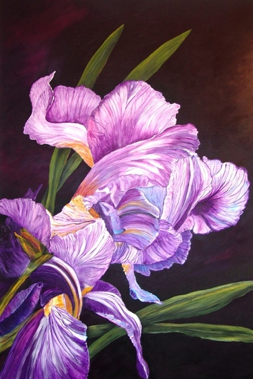 Iris in purple/white