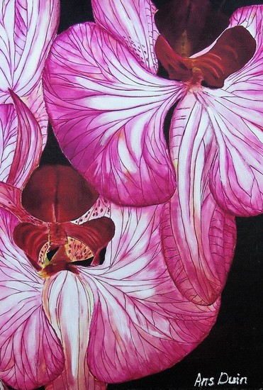 Orchidee