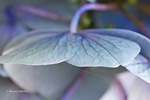 Macro fotografie van Hortensia's. Het formaat van de foto's is 30x40cm (Ingelijst, inclusief passe partout is het formaat 40x50cm)