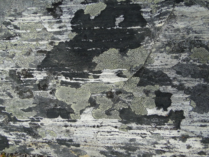 Korstmos 1
