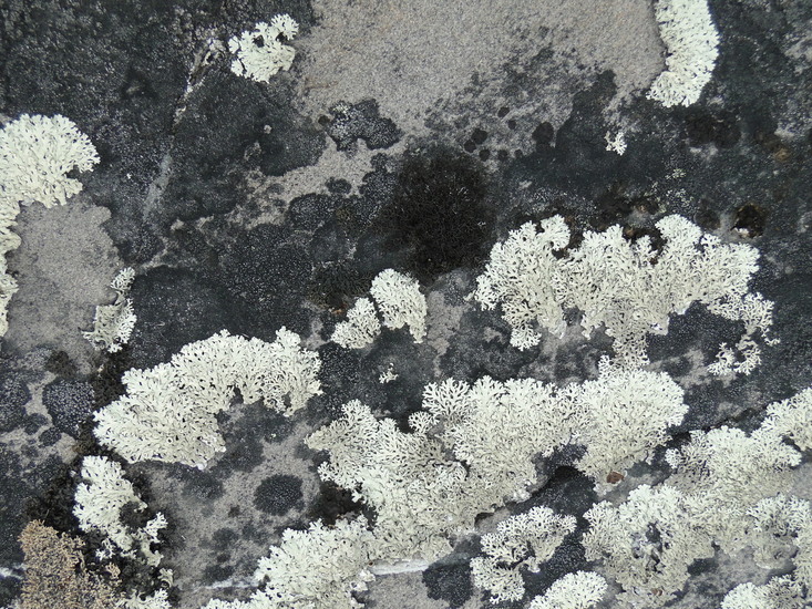 Korstmos 2