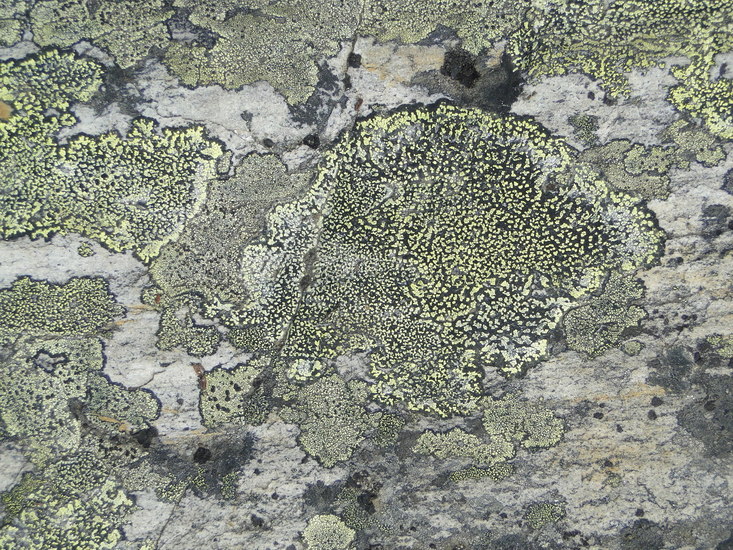 Korstmos 3