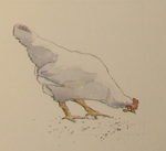 Aquarellen van dieren.