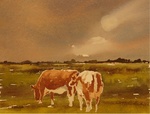 Afbeeldingen van koeien, soms uit Nederland, de aquarellen van Charolais koeien zijn meestal uit de Morvan (Fr).