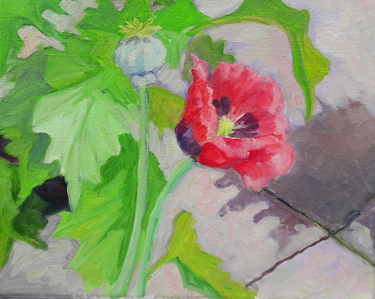 Papaver