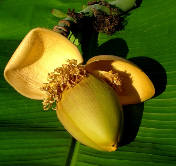Vrucht banaan