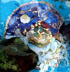 2010 Shells on Bonaire Bonaire 2010 Wind on Curaçao Curaçao 2010 Moon Meets Eye Spanje 2009 The No-Moons Frankrijk 2009 Wind-Nomads Nederland 2009 Stream of the River Frankrijk 2008 Nubian Colours Egypte 2008 Drijfveren van Drijfhamer Frankrijk. 2011 Groepsprojekt 'En Passant' 12 kunstenaars uit Europa aan de oever van de Dordogne.