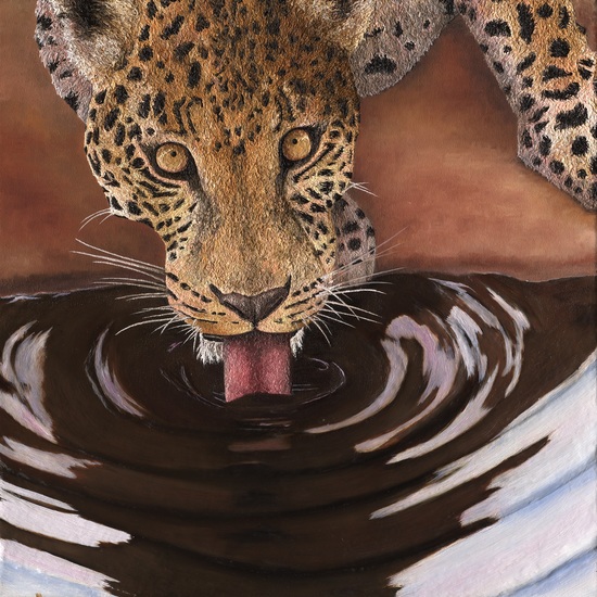 Leopard drinking