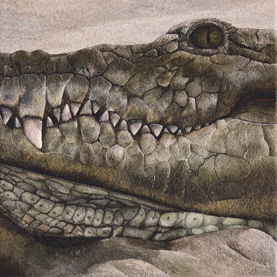 Crocodile