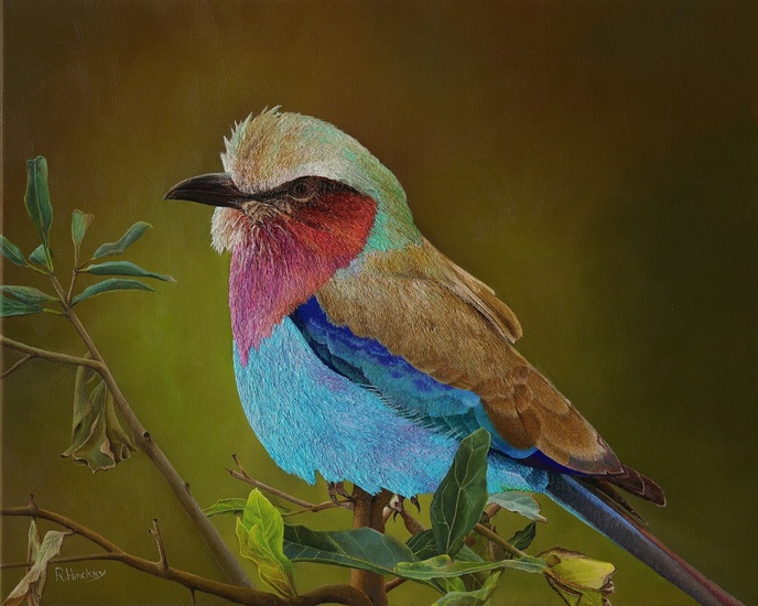 Lilac breasted roller