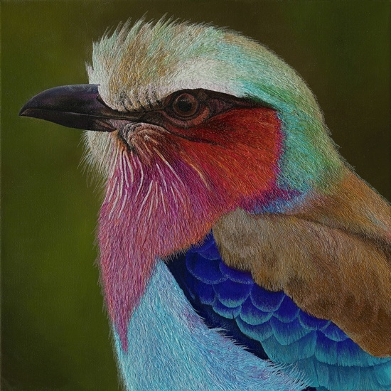 Lilac breasted roller II