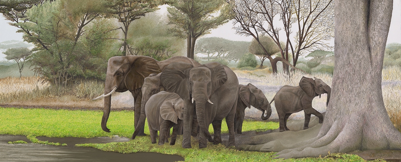 Elephants in the shade